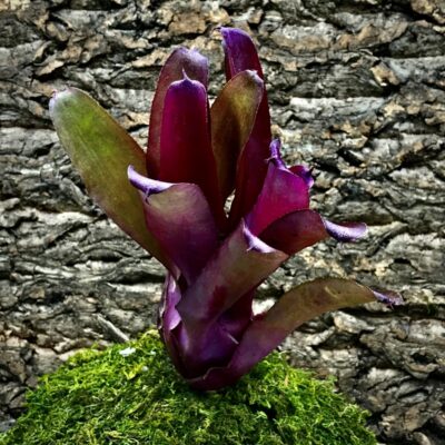 Neoregelia Bromeliad Red Devil