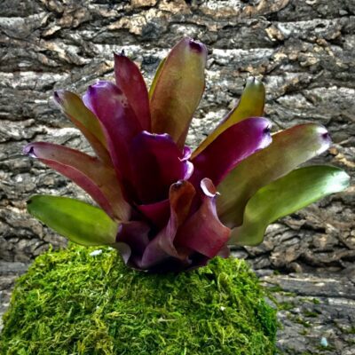 Neoregelia Bromeliad - Red Grande
