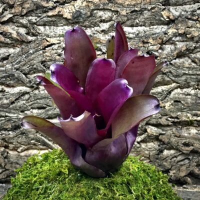 Neoregelia Bromeliad - Red Grande