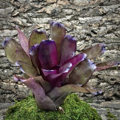 Neoregelia Bromeliad - Riens Pride x Purple Star