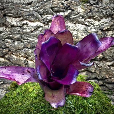 Neoregelia Bromeliad - Riens Pride x Purple Star