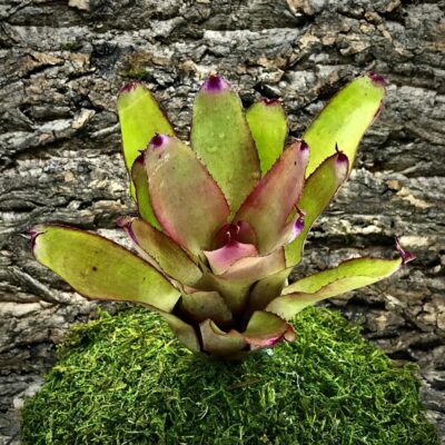 Neoregelia Bromeliad - Sarah Lee
