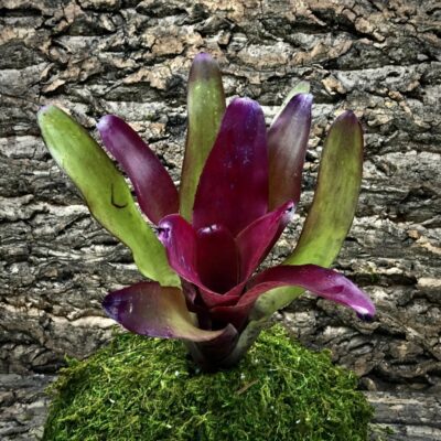 Neoregelia Bromeliad - Smithii x One and Only
