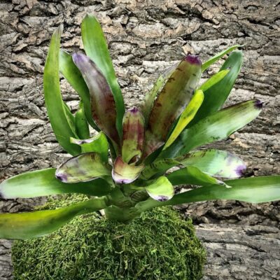 Neoregelia Bromeliad - Tiger Prawn