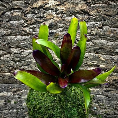 Neoregelia Bromeliad - Tiger Prawn