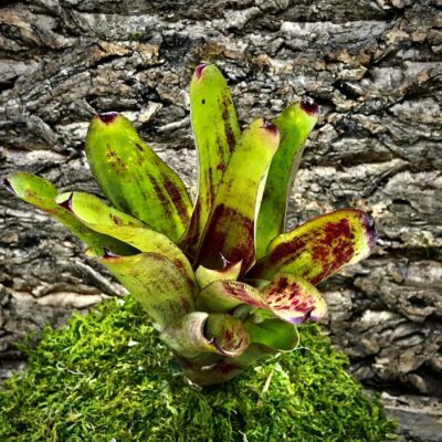 Neoregelia Bromeliad - Walking Tall Hybrid