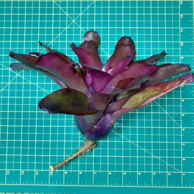 Neoregelia Bromeliad – Grapevine size