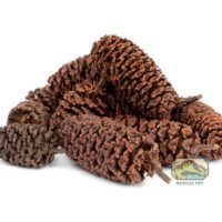NewCal Alder cones