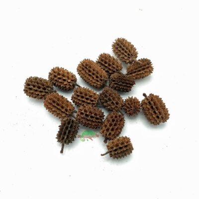 Reptiscape Casuarina Cones