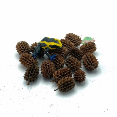 Reptiscape Casuarina Cones for terrariums and aquariums