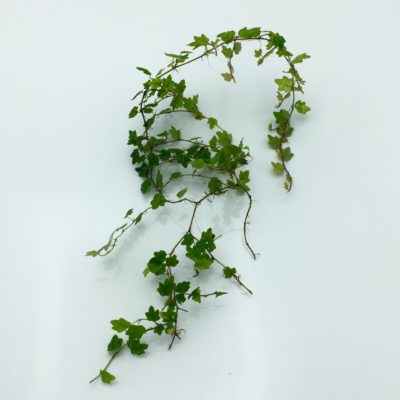 Ficus thunbergii Miniature Oakleaf Fig cutting