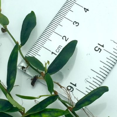 Ficus panama leaf size