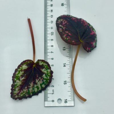 Begonia rex Fireworks leaf cutting size