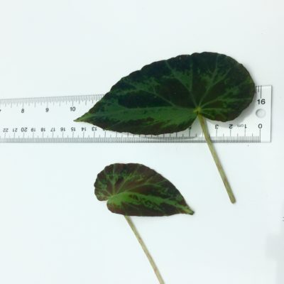 Begonia burkillii leaf size