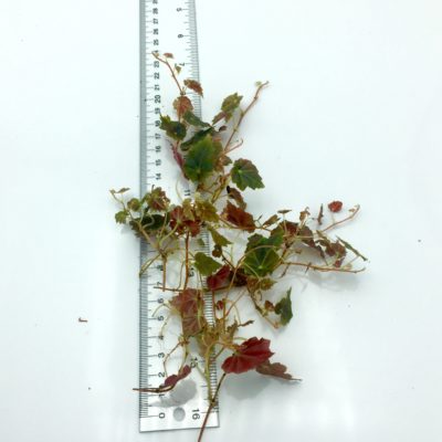 Begonia maldonado Cutting Size