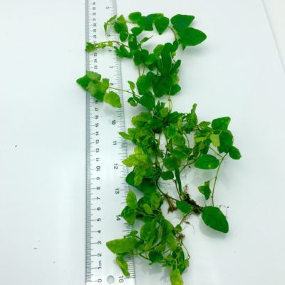 Ficus pumila Creeping Fig cutting size