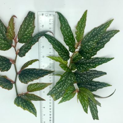 Begonia medora 'Angel Wing' cutting size