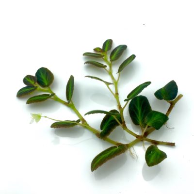 Begonia Thelmae Plant cutting