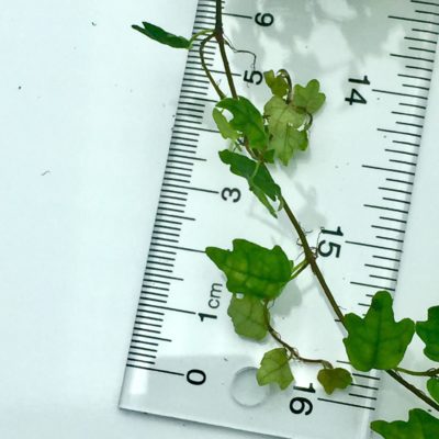 Ficus thunbergii Miniature Oakleaf Fig leaf size