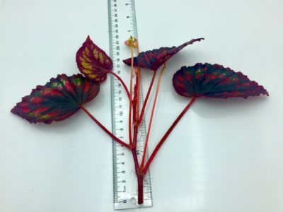 Begonia rex Fireworks plant size