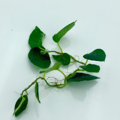 Ficus villosa cuting