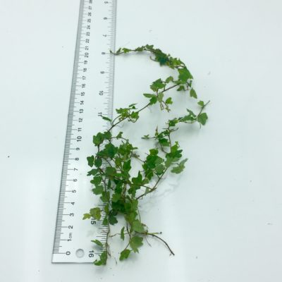 Ficus thunbergii Miniature Oakleaf Fig cutting size