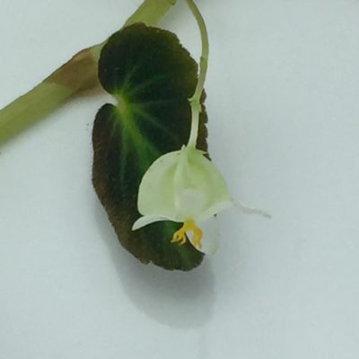 Begonia Thelmae Flower