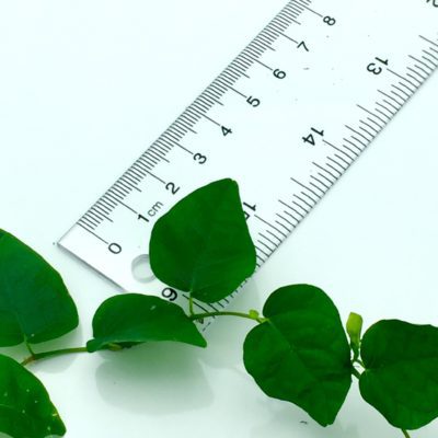 Ficus pumila Creeping Fig leaf size