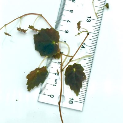 Begonia maldonado leaf size