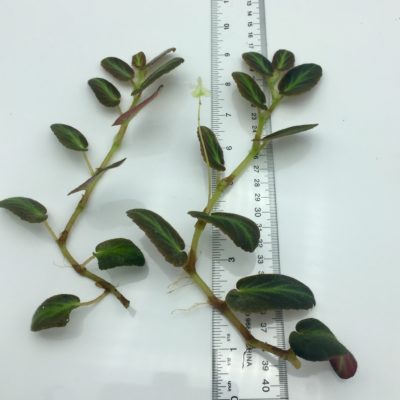Begonia Thelmae Plant Cutting Size