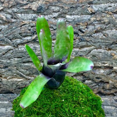 Neoregelia Bromeliad