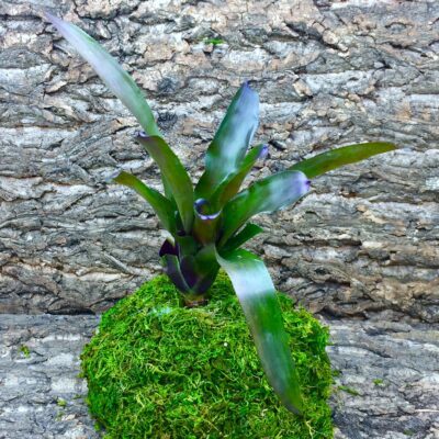 Neoregelia Bromeliad