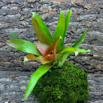 Neoregelia Bromeliad