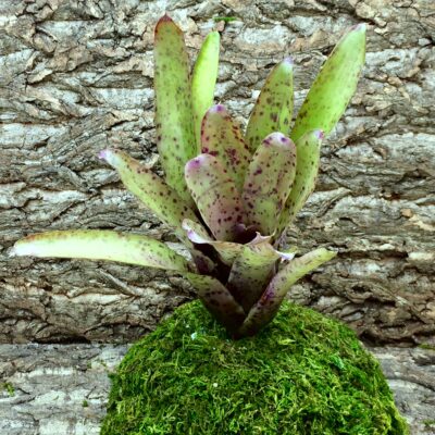 Neoregelia Bromeliad - Marzipan