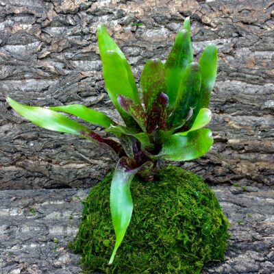 Neoregelia Bromeliad