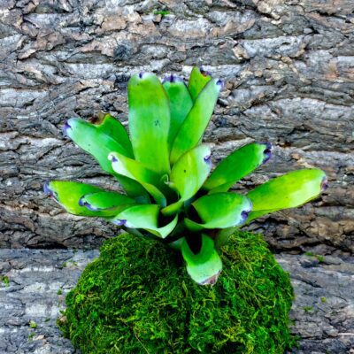 Neoregelia Bromeliad