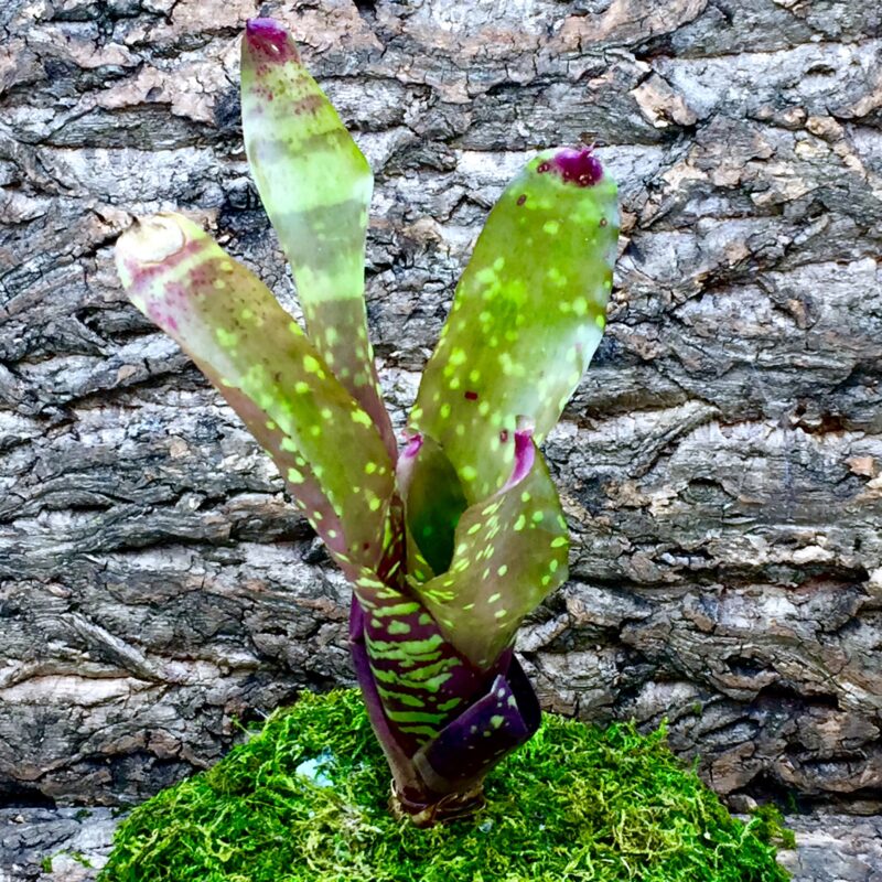 Neoregelia Bromeliad