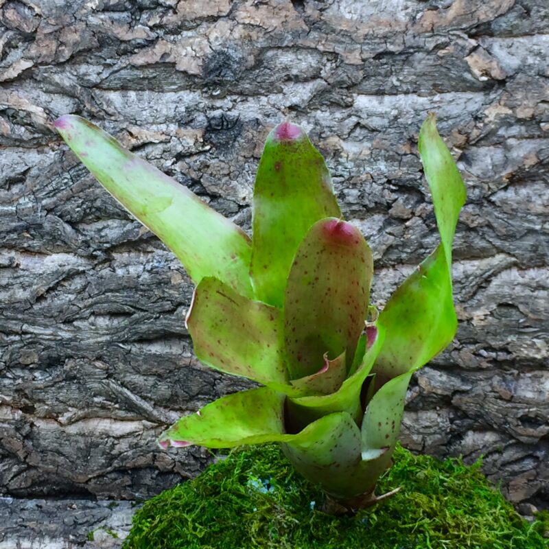 Neoregelia Bromeliad - Fanfare