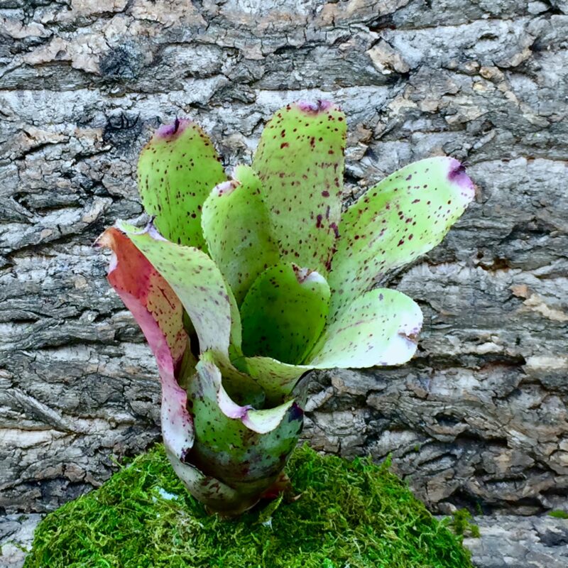 Neoregelia Bromeliad