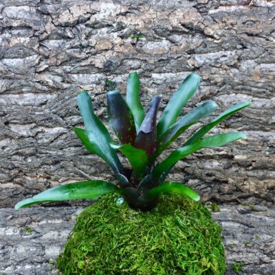Neoregelia Bromeliad Royal Burgundy x Fireball