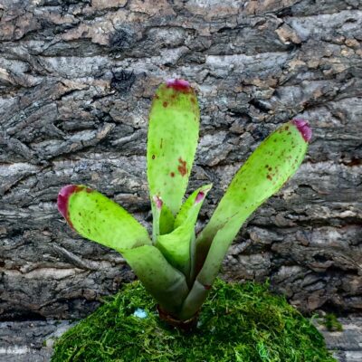 Neoregelia Bromeliad
