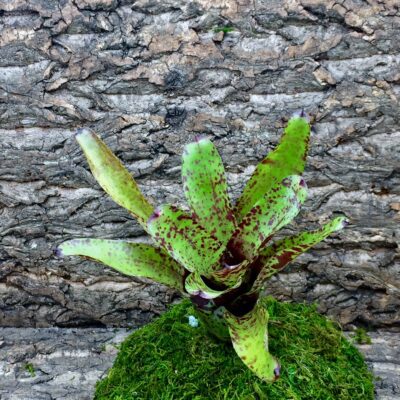 Neoregelia Bromeliad Little Brother