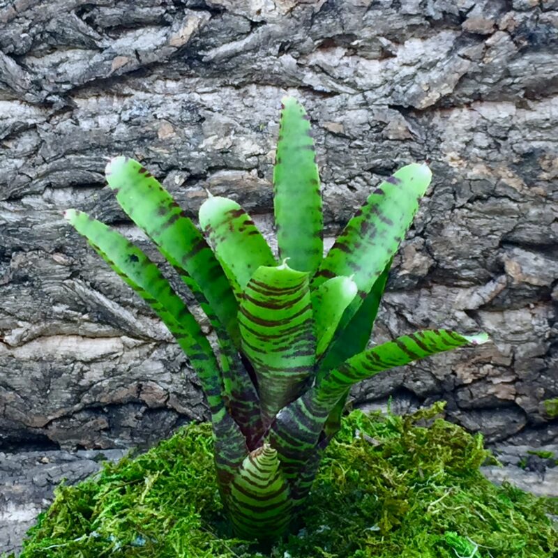 Neoregelia Bromeliad