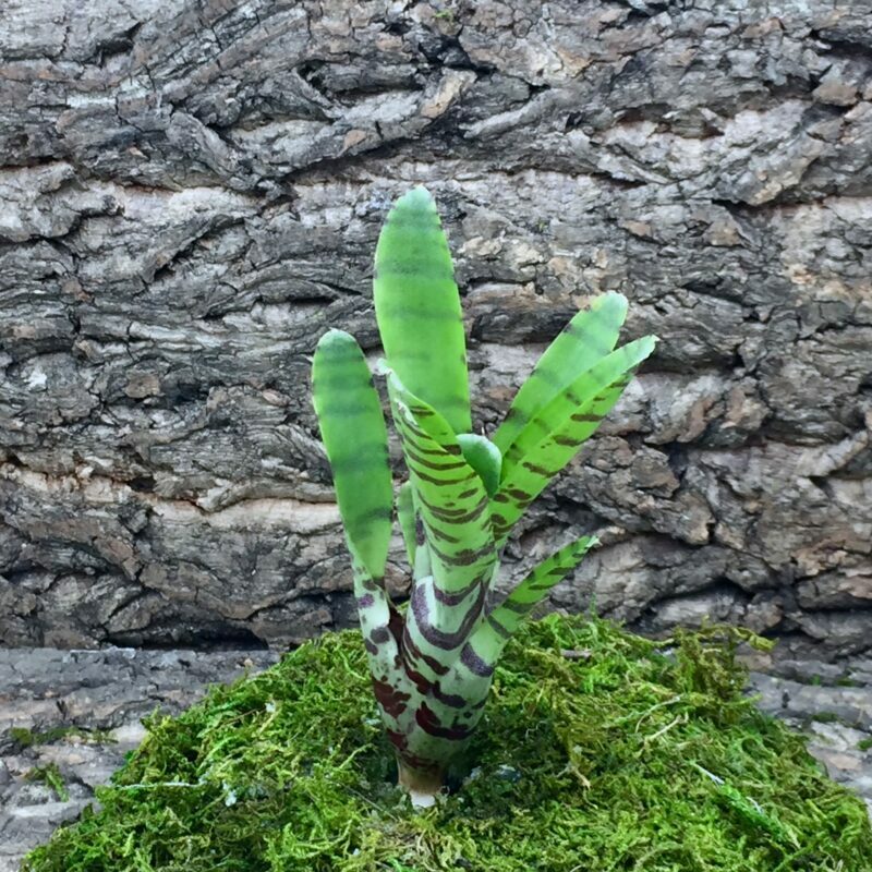 Mini Neoregelia Bromeliad - Ampulacea (Banded)
