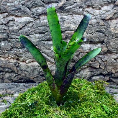 Neoregelia Bromeliad