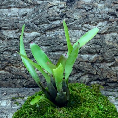 Neoregelia Bromeliad