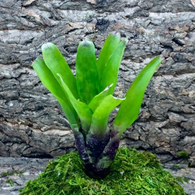Mini Neoregelia Bromeliad Easter Egg