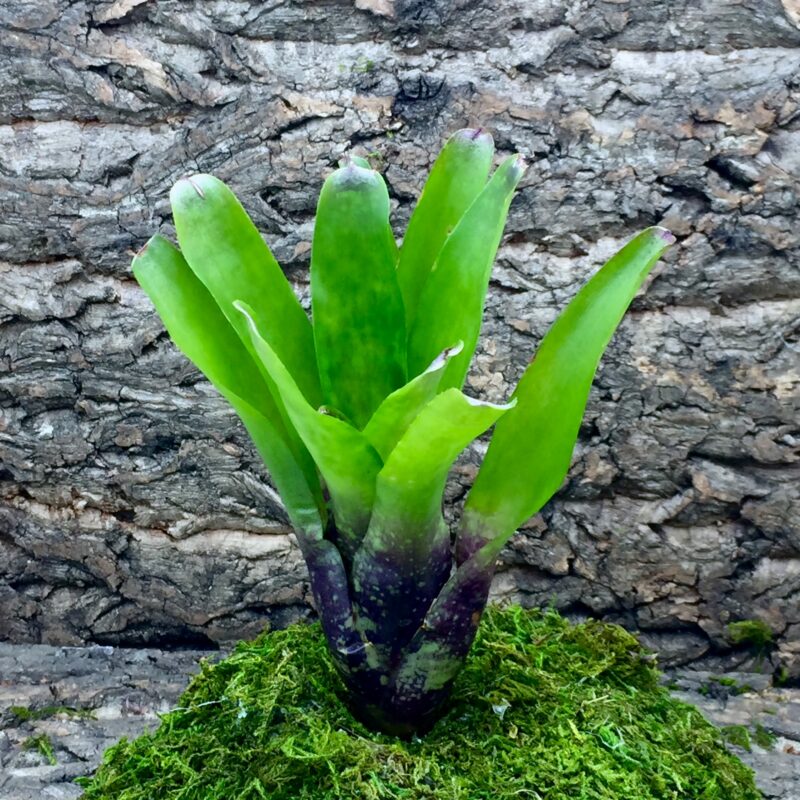 Mini Neoregelia Bromeliad Easter Egg