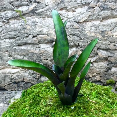 Mini Neoregelia Bromeliad Edge of Night