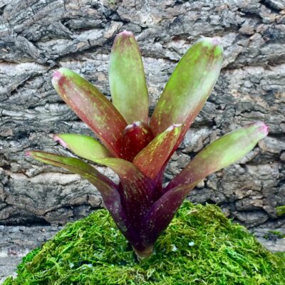 Neoregelia Bromeliad